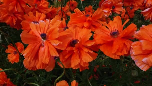 Clearing Large Red Poppy Flowers Wild Growing Red Poppies Sway — Vídeo de Stock