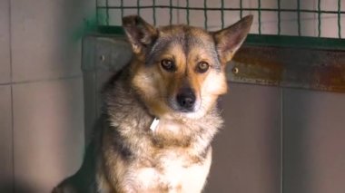 A homeless piebald dog sits in an aviary in a shelter for homeless animals and looks ahead. Protection of homeless animals. Work of shelters for homeless animals