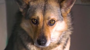 A stray dog of piebald suit in an animal shelter looks around sadly. Close-up of the dogs muzzle. The dog expresses sadness, confusion and loneliness. Olinoky homeless dog