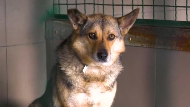 Homeless Piebald Dog Sits Aviary Shelter Homeless Animals Looks Ahead — Stock videók