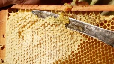 The beekeeper cuts the wax on the bee frame. Thick golden honey flows from under it. Harvesting bee honey in the apiary. The concept of proper environmentally friendly nutrition, natural products