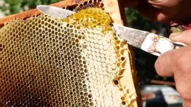 The beekeeper cuts the wax from the bee frame with a knife. Thick golden honey flows down the honeycomb. Production and harvesting of organic eco honey. Healthy nutrition and bee honey