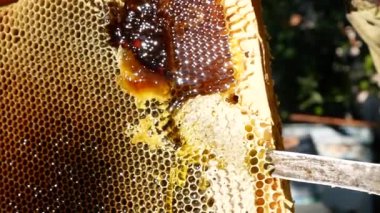 The knife cuts the wax from the honey frame in the apiary. Thick bee dark honey flows down. Production of natural honey in the apiary. The concept of a healthy diet with eco-products without sugar