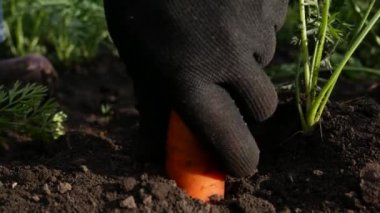 A hand in a black glove pulls carrots out of the ground. Horticulture, agriculture. Cultivation of eco vegetables. Harvesting vegetables