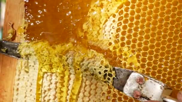 Knife Cuts Wax Honey Frame Apiary Thick Honey Flows Honeycomb — Vídeos de Stock
