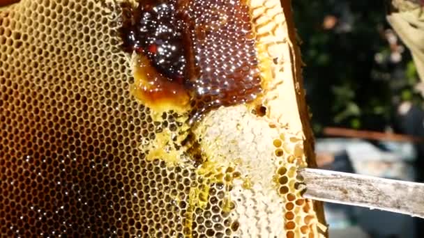 Knife Cuts Wax Honey Frame Apiary Thick Bee Dark Honey — Stockvideo