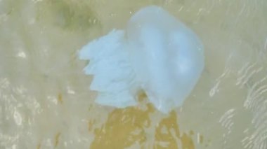 A jellyfish swims in seawater in shallow water. Sandy bottom visible