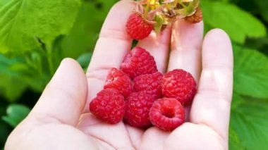 Ripe red freshly picked raspberries in a womans hand in a raspberry. In the background is a raspberry bush with berries. Harvesting raspberries in summer. Vitamin dessert, raspberries in the garden