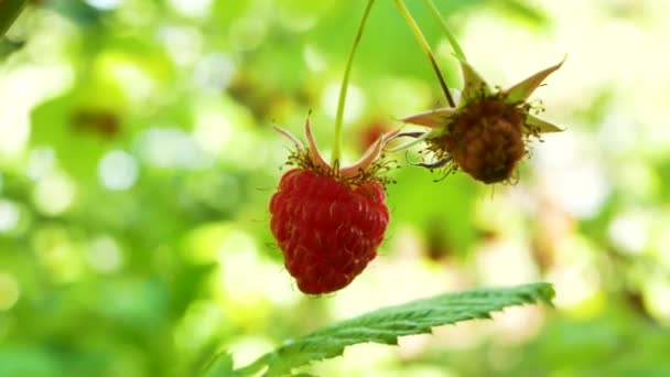 Juicy Ripe Raspberry Branch Summer Garden Blurry Background Greenery Summer — стоковое видео