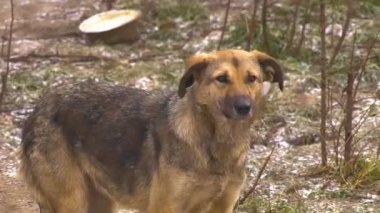 A stray piebald frightened dog pinched its tail, looks ahead and barks. The concept of abandoned stray animals