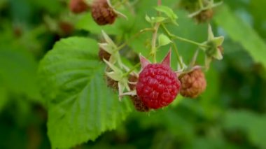 Ripe red juicy raspberries on a bush in the garden sway in the wind. Cultivation and harvesting of berries, raspberries. Vitamin sweet dessert
