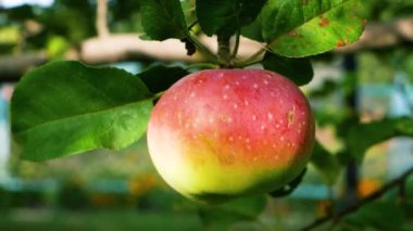 A red ripe juicy apple hangs on a tree branch in the garden. Growing apples in the garden. Harvesting apples. Vitamin dessert. Ecological clean fruits