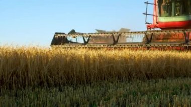 The teeth of a mower of a grain harvester cut off ripe ears of wheat in a field. Close-up of wheat harvesting Mower. Grain harvesting. The concept of wheat cultivation and bread production. Food