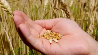 Wheat grains in hand against the background of a field with ripe wheat. Cultivation and harvesting of wheat. Testing wheat grains for ripeness