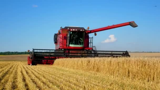 Kharkiv Ukraine Jule 2022 Grain Harvester Drives Field Ripe Golden — стоковое видео