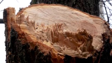 A wood cut of a cut tree in the park. Close-up. In the background is a tree trunk. Protection of forest plantations from illegal logging and poaching. On a fresh cut of the tree, growth rings are