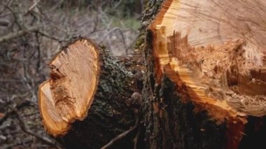 The tree cut of only two freshly cut trees. Growth rings and light stump wood are visible. Illegal felling of trees in the park, in the forest. Violations in the field of ecology and protection of