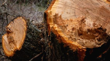 The tree cut of only two freshly cut trees. Growth rings and light stump wood are visible. Illegal felling of trees in the park, in the forest. Violations in the field of ecology and protection of
