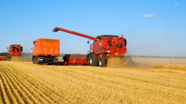 Kharkiv, Ukraine - July, 18, 2022: A combine harvester drives through a field of ripe wheat, mows ripe wheat, threshes and pours grain into the back of a truck that drives side by side through a field