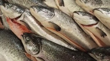 Fresh salmon fish on supermarket counter