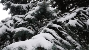 Large blue spruce, branches covered with white snow in winter. Panorama