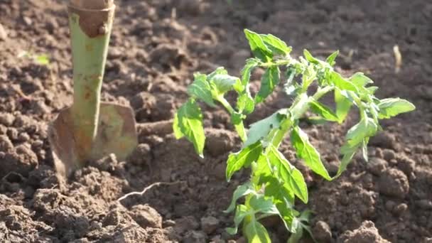 Tomato Seedlings Planted Open Ground Shovel Nearby Planting Seedlings Spring — Stockvideo