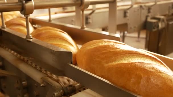 Freshly Baked Loaves Rolled Out Oven Bread Production Bakery — Stockvideo