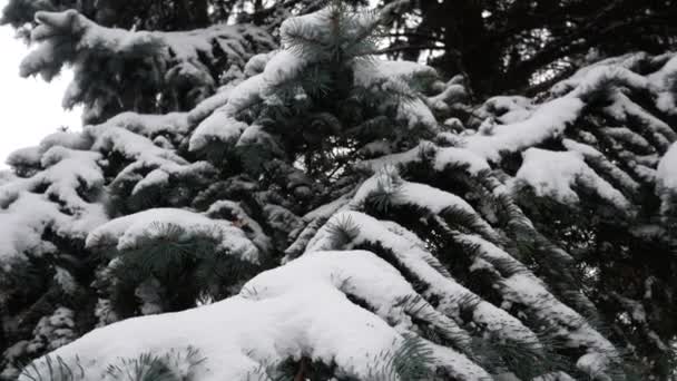 Large Blue Spruce Branches Covered White Snow Winter Panorama — 图库视频影像