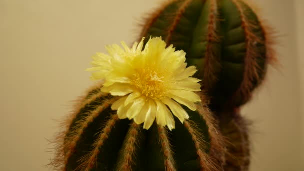 Yellow Flower Green Cactus Breeding Flowering Sokulents — 비디오