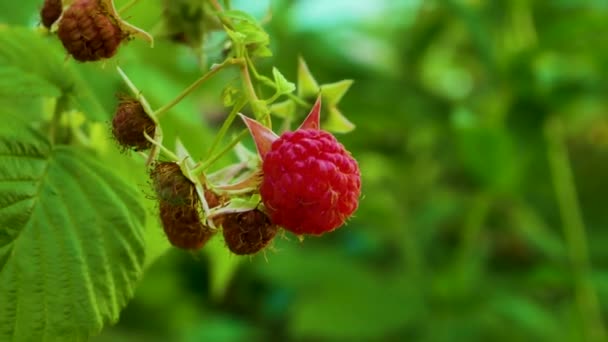 熟したジューシーなラズベリーは 夏の日に庭の茂みに揺れます 夏に果実を熟す ビタミンデザート 庭の夏の日のシーン — ストック動画