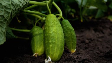 Bush with cucumbers on the bed. Ripe large green cucumbers lie on the ground. Growing vegetables in the summer. Harvesting vegetables in the summer. Organic vegetables from the garden