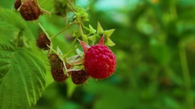 Red ripe raspberries on a branch of a raspberry bush in the summer. Growing raspberries from boron crops. Vitamin dessert from the garden. Berry scene with garden