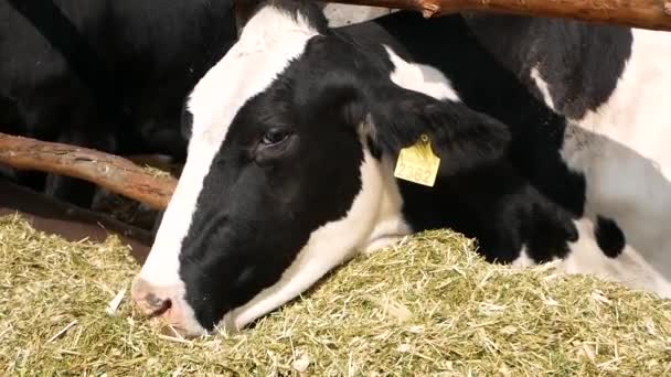 Cow Black Suit White Spots Chews Silage Barn Rack Production — Vídeo de Stock
