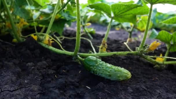 Ripe Green Cucumber Lies Ground Bed Leaves Cucumber Bush Flowers — Vídeo de Stock