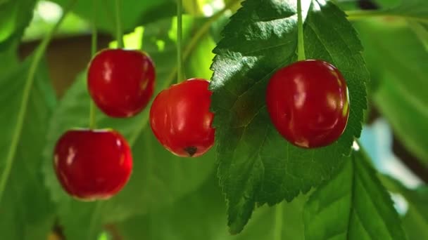 緑の葉の間の夏に木の上にジューシーな赤いチェリーベリーを熟す 庭の枝に熟した果実の夏のシーン ベリーの栽培 チェリーの収穫 チェリー 甘いビタミン — ストック動画