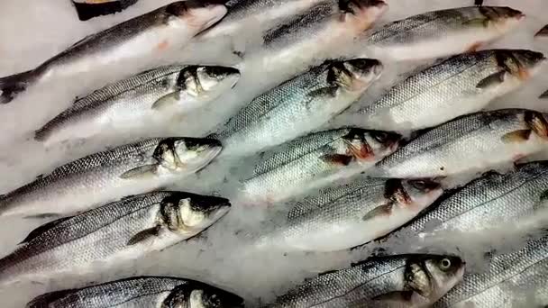 Sea Fresh Sea Bass Fish Lies Ice Supermarket Counter Fish — Stock videók