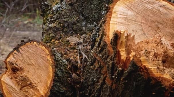 白檀の新鮮なカット 太陽の厚い幹では 成長リングが見えます 密猟や違法伐採 庭の衛生的な切断 森の中の木を伐採する跡 — ストック動画