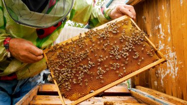 The beekeeper stands at the open beehive in the apiary and holds a frame with bees. A lot of bees crawl on the frame. Production of bee honey in the apiary in the summer. Organic Pure Bee Honey