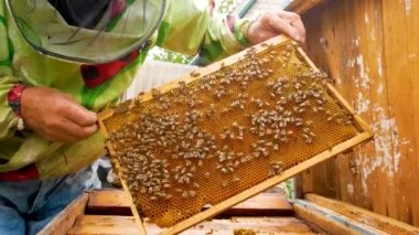 The beekeeper stands at the open beehive in the apiary and holds a frame with bees. A lot of bees crawl on the frame. Production of bee honey in the apiary in the summer. Organic Pure Bee Honey