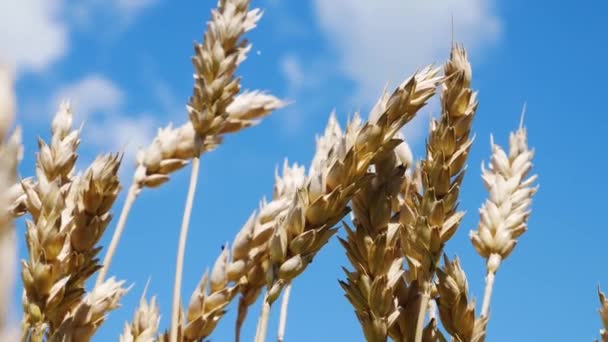 Zralé Uši Pšenice Houpají Poli Proti Modré Obloze Mrakům Pšenice — Stock video