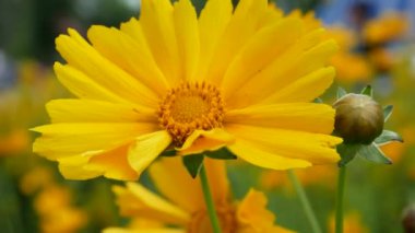 Yellow bright flower against the blue sky. Next to it is an unopened bud. The concept of summer vacation and wildlife