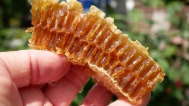 Elinde altın bal olan bal peteği. Bal güneşte parlar. Bahçedeki Apiary