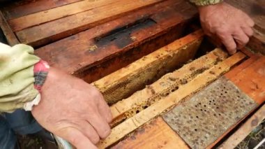The beekeeper takes out a frame with bees from the hive. Organic honey production