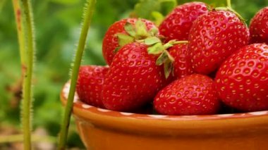 Red sweet ripe fragrant strawberries in a clay plate in the garden. Harvesting organic berries. Green strawberry bushes in the background