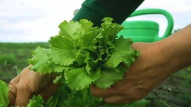 Womens hands collect lettuce leaves in the garden. Growing organic greens