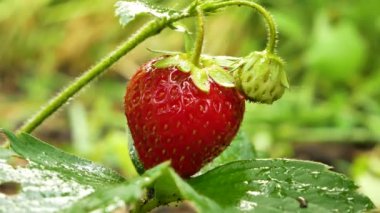 Womens hands touch, take and examine a strawberry in the garden. Harvesting berries