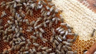 Many bees crawl on a wooden honeycomb frame. Production of natural honey