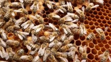 Arı kovanının çerçevesindeki bal peteklerinin üzerinde sürünecek çok arı var. Arıların arasında, beyaz işaretli bir kraliçe arı görünür.