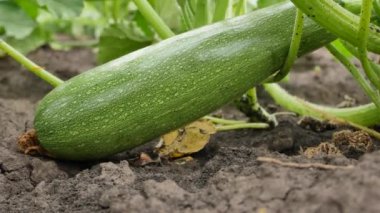 Big ripe green zucchini zucchini in the garden. Growing organic vegetables outdoors. Growing vegetables in the garden. Harvesting vegetables in summer