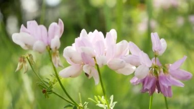 Lovely light purple wildflowers in the meadow. Green grass in the background. Summer carefree vacation